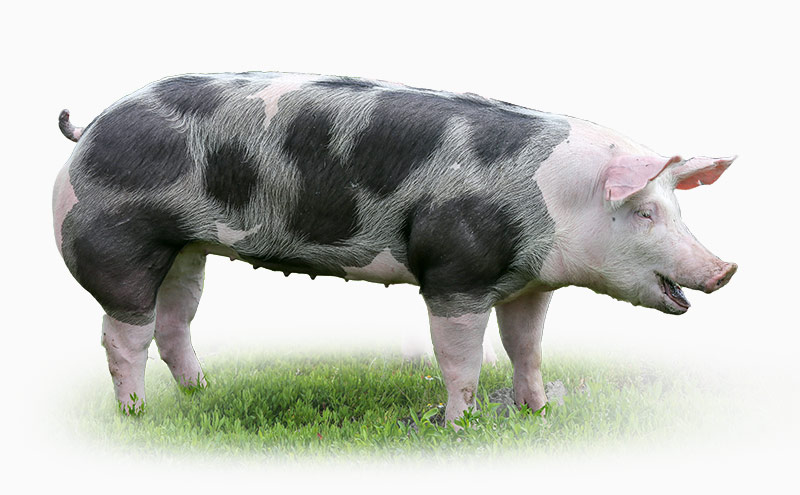 gundhoering-frischluftschwein Gundhöring Frischluftschwein